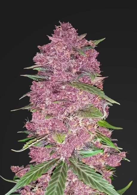 Purple Lemonade Auto Feminised Seeds-FB-PURPLEM-AUTO-FEM