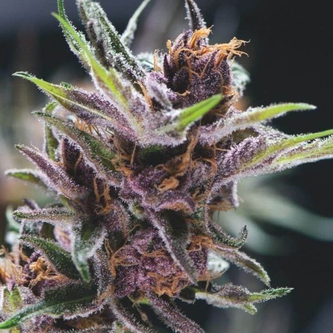 Black Cherry Punch Féminisée Graines-PYR-BCP-FEM