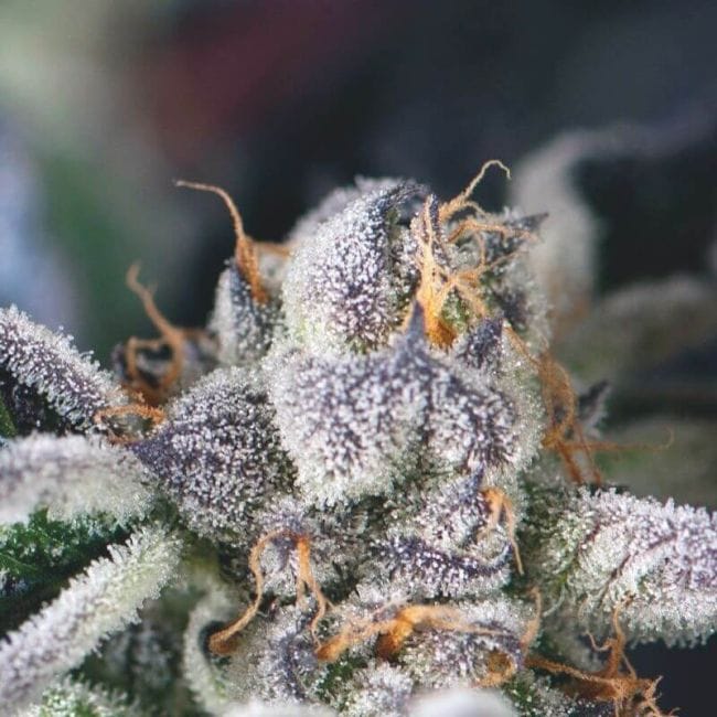 Cookies USA Feminised Seeds-PYR-COOKUSA-FEM