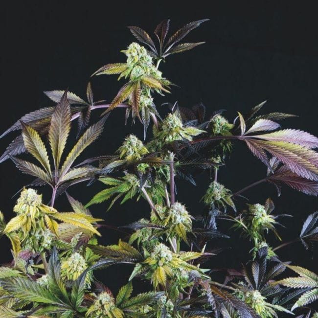 Sunset Sherbet Feminised Seeds-PYR-SUNSHERB-FEM