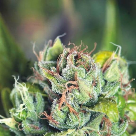 Tahoe Cure Feminised Seeds-PYR-TCURE-FEM