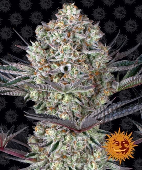 Dos Si Dos 33 Feminised Seeds-BFS-DSD33-FEM