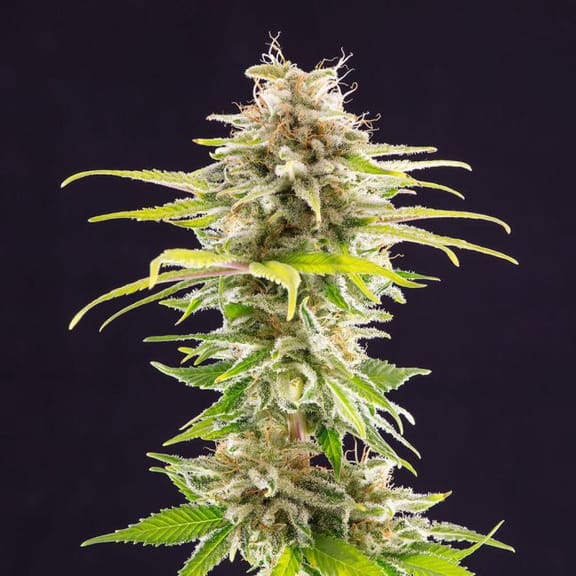 Super OG Kush Feminised Seeds-KBSOG