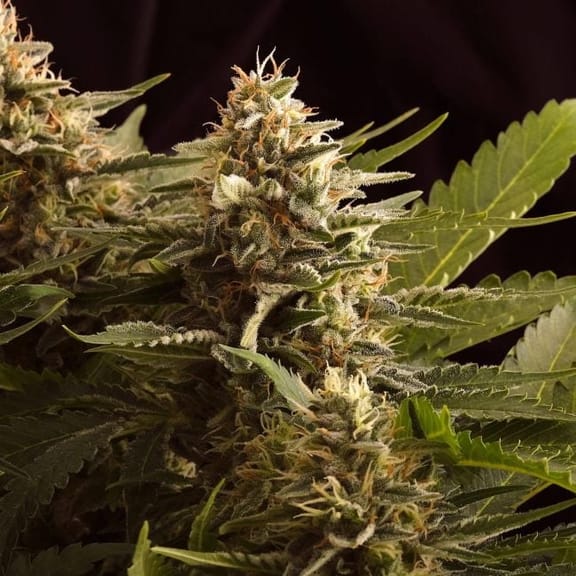 Colombian Jack Feminisiert Samen-KBCJ