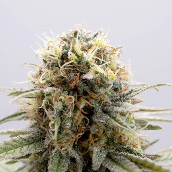 GSC Feminised Seeds-KBGSC