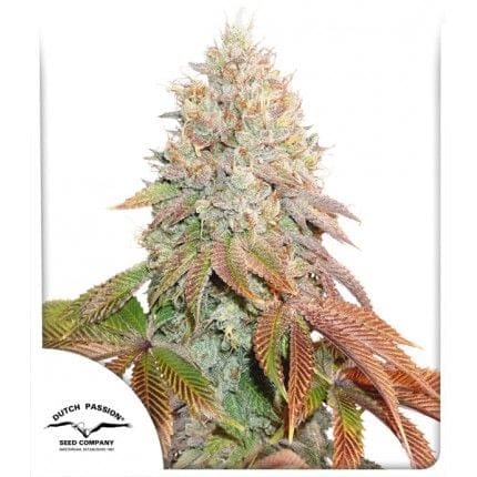Banana Blaze Auto θηλυκοποιημένα σπόροι-DP-banana-blaze-auto-fem