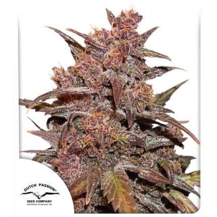Blackberry Kush CBD Auto Feminisiert Samen-DP-blackberry-kush-cbd-auto-fem