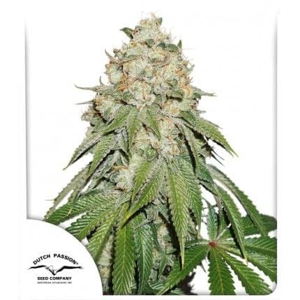 Banana Blaze Feminised Seeds-DP-banana-blaze-fem