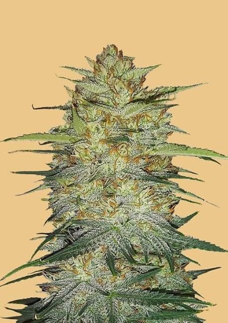Original OG Kush Auto Feminised Seeds-FB-OGK-AUTO-FEM