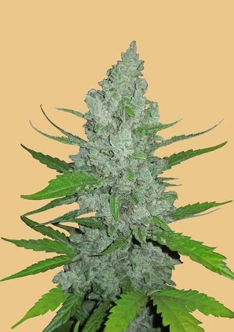 Original Sour Diesel Auto Feminised Seeds-FB-OSD-AUTO-FEM