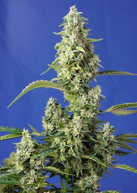 Gorilla Girl XL Auto Feminised Seeds-SS-GGXL-AUTO-FEM