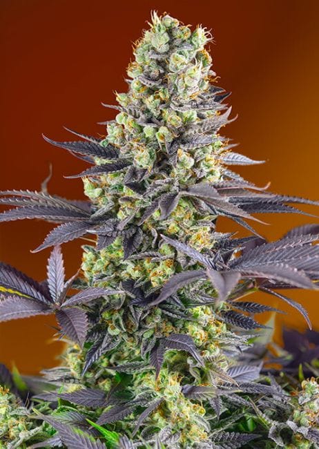 Sweet Zenzation (formerly Sweet Zkittlez) Feminised Seeds-SS-SWZKIT-FEM
