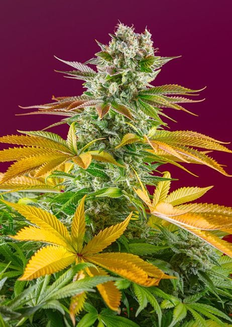 Gorilla Girl F1 Fast Feminized Seeds-SS-GGF1-FAST-FEM