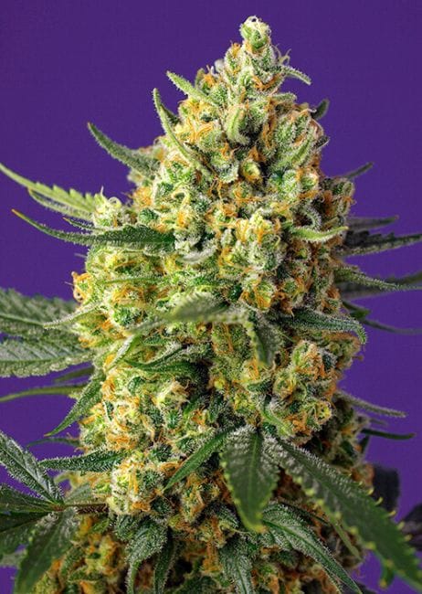 Crystal Candy XL Auto Feminised Seeds-SS-CCXL-AUTO-FEM