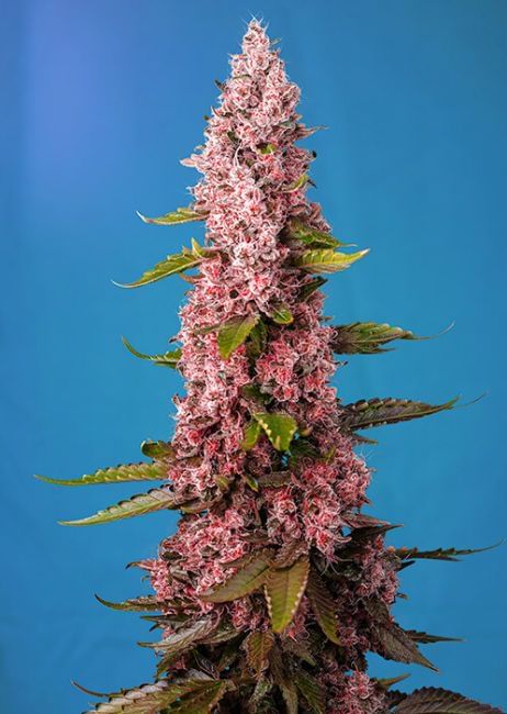 Red Hot Cookies Feminised Seeds-SS-RHC-FEM