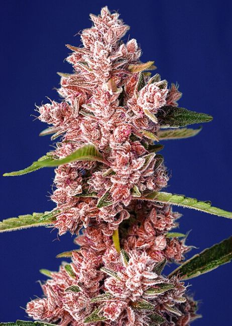 Tropicanna Poison F1 Fast Feminised Seeds-SS-TRPOISON-FAST-FEM