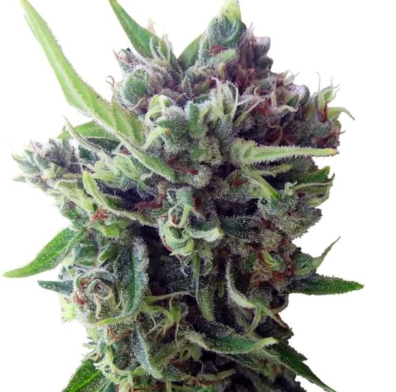 Zamaldelica Auto Feminised Seeds-ACEZAMAUTOFEM