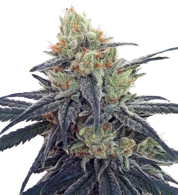 CBD #1 Feminised Seeds-ACECBD1FEM