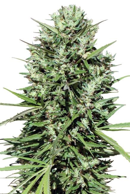 Morocco Beldia Kif Feminised Seeds-ACEMBKFEM