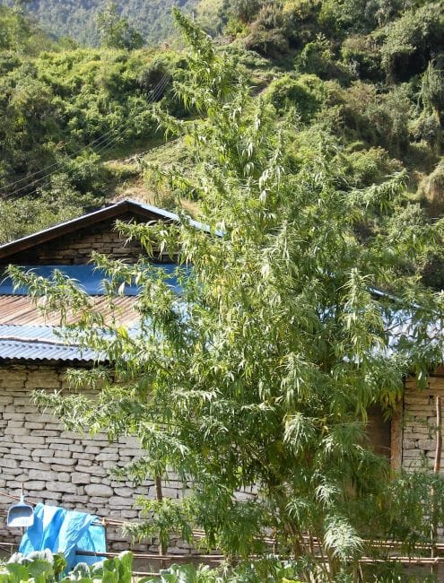 Nepal Annapurna Regular Seeds-ACENEPANREG