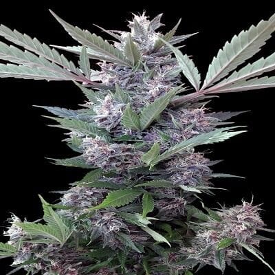 Bubba Kush x PCK Feminised Seeds-ACEBKPCKFEM