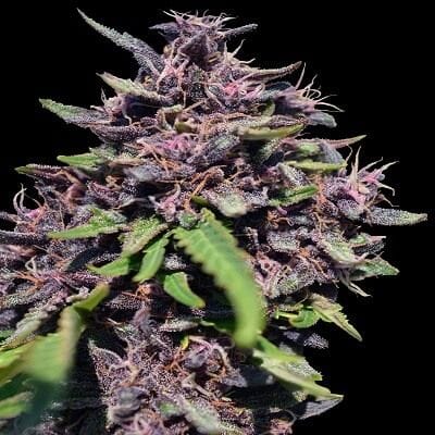 Panama x PCK Feminised Seeds-ACEPPCKFEM