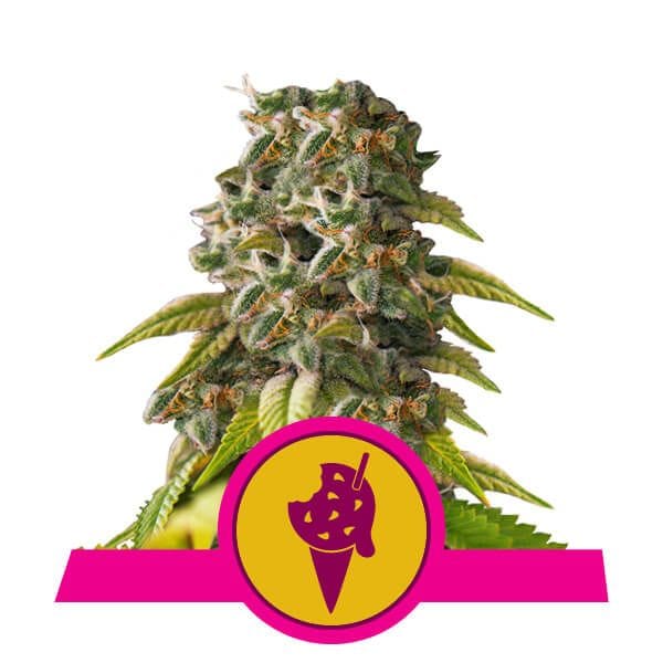 Cookies Gelato Feminisiert Samen-RQS-COOKGEL-FEM