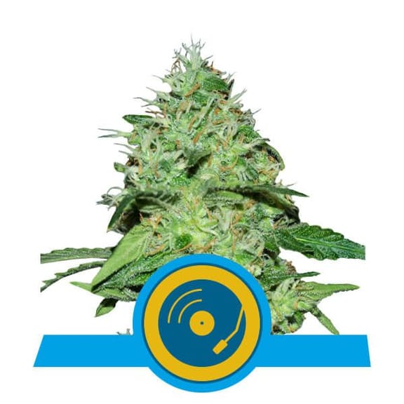 Joanne's CBD Feminised Seeds-RQS-JO-CBD-FEM