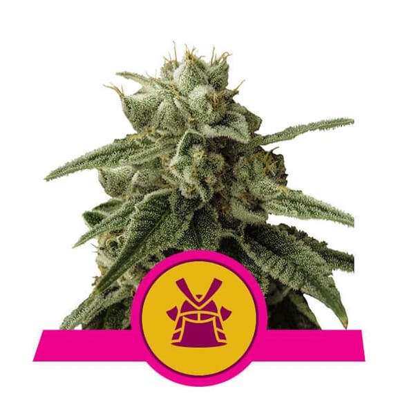 Shogun Feminised Seeds-RQS-SHOG-FEM