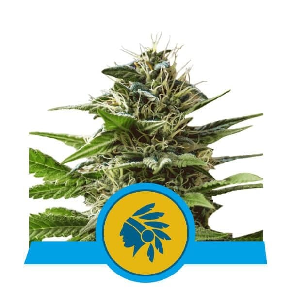 Tatanka Pure CBD Feminised Seeds-RQS-TAT-PURE-CBD-FEM