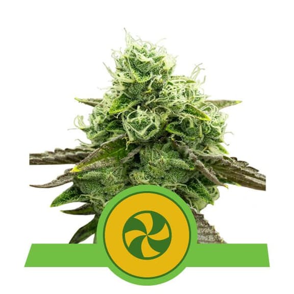 Sweet ZZ Auto Feminised Seeds-RQS-SWZZ-AUTO-FEM