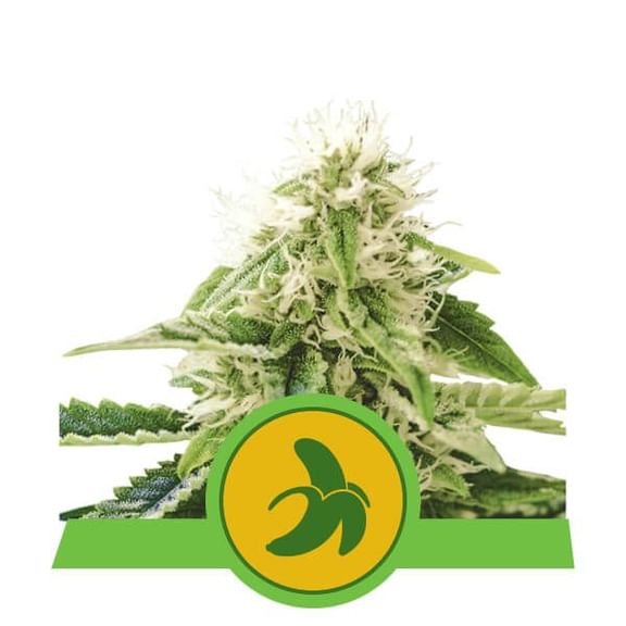 Fat Banana Auto Feminised Seeds-RQS-FATBAN-AUTO-FEM