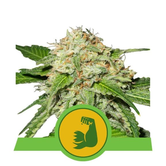 HulkBerry Auto Feminised Seeds-RQS-HULK-AUTO-FEM
