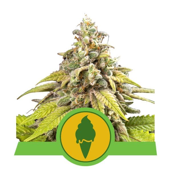 Green Gelato Auto Feminisiert Samen-RQS-GG-AUTO-FEM