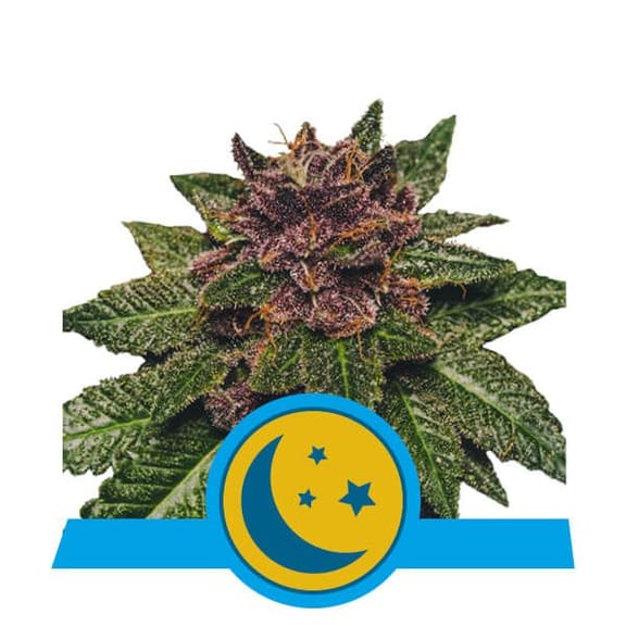 Purplematic CBD Auto Feminised Seeds-RQS-PURP-CBD-AUTO-FEM