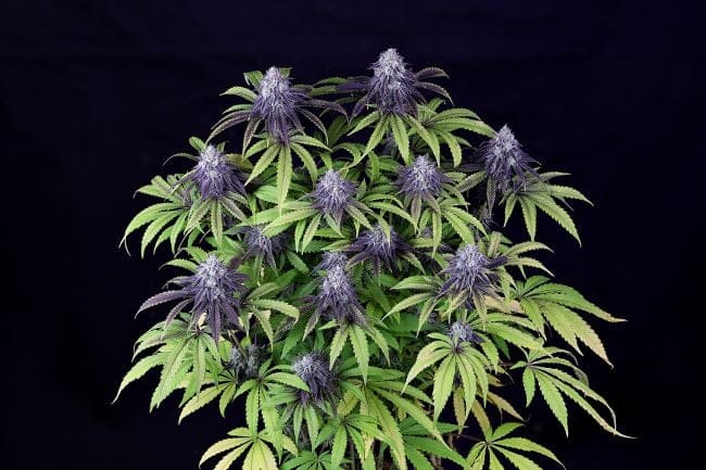 Peyote Wi-Fi CBD 2:1 Feminized Seeds-SMAN-PEY-CBD-FEM