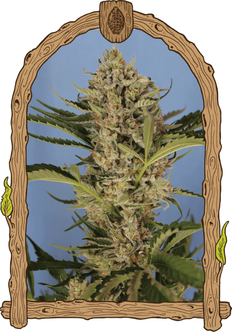 Herz OG Auto Feminised Seeds-EXO-HOG-AUTO-FEM