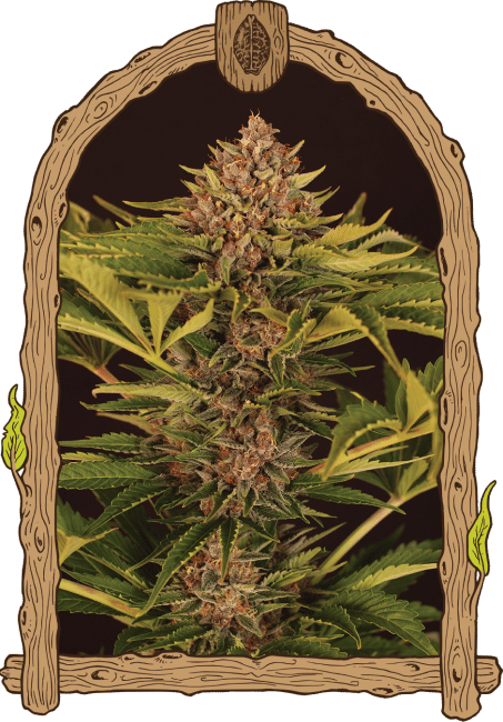 Strawberry Cola Auto Feminised Seeds-EXO-STRCO-AUTO-FEM