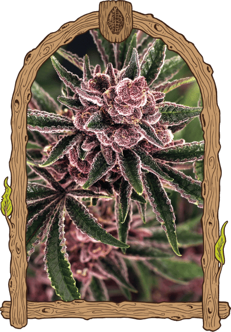 Tropical Fuel Feminised Seeds-EXO-TROPF-FEM