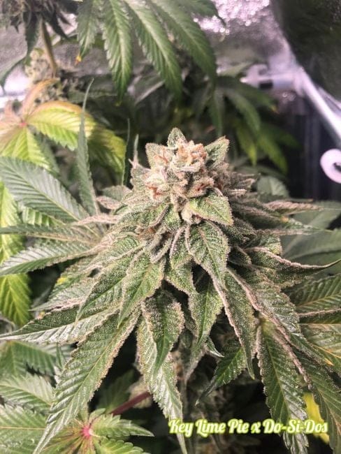 Key Lime Pie x Do-Si-Dos Feminised Seeds (Limited Edition)-PHIL-KLPXDSD-FEM
