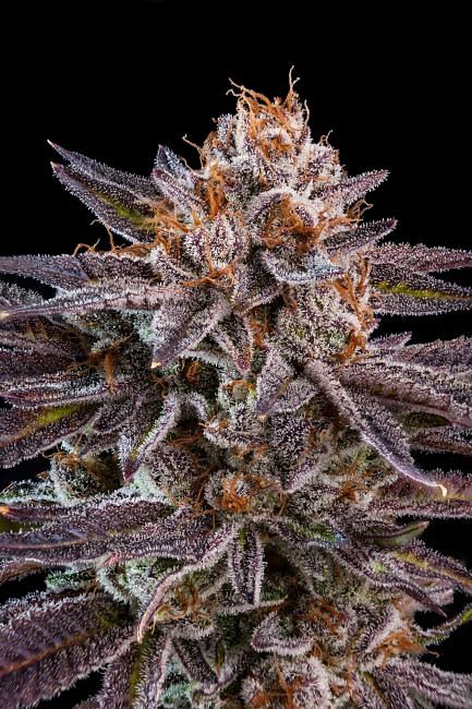 信頼も高い OMG Feminised Seeds | Seedsman since 2002 ビカクシダ