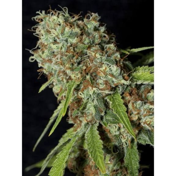 Jamaican Dream CBD Feminised Seeds-EVA-JAMD-CBD-FEM