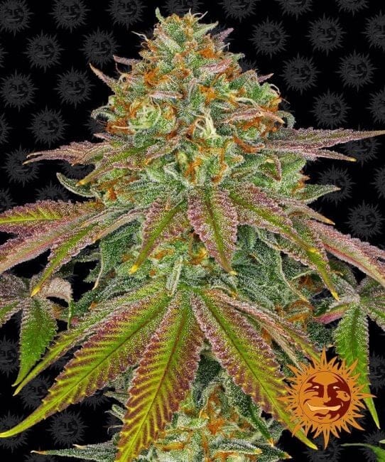 Wedding Cake Feminized Seeds-BFS-WEDC-FEM