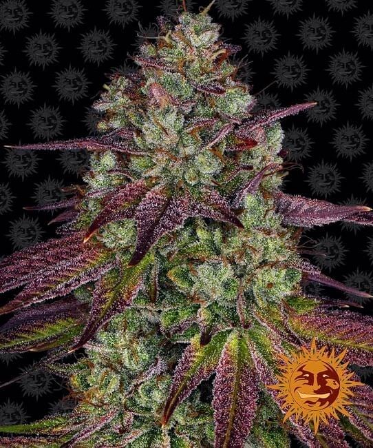Mimosa | $89/Oz | SPEED SPECIAL | Speed Greens