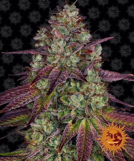 Mimosa EVO Feminisiert Samen-BFS-MIM-FEM