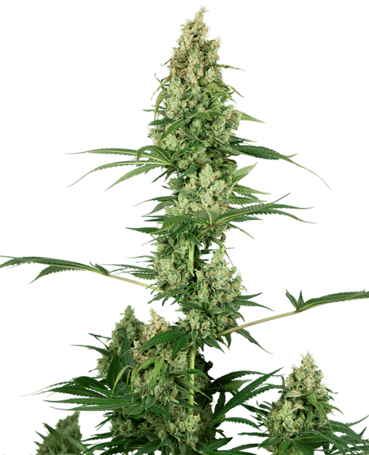 Silver Fire Feminised Seeds-SEN-SF-FEM