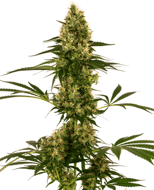Blue Bullet Auto Feminised Seeds-SEN-BLB-AUTO