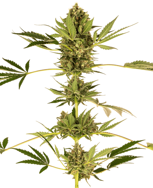 Himalayan CBD Feminised Seeds-SEN-HIM-CBD-FEM