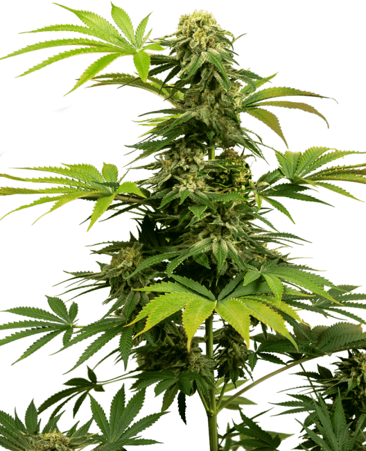 Black Harlequin CBD Feminised Seeds-SEN-BLH-CBD-FEM
