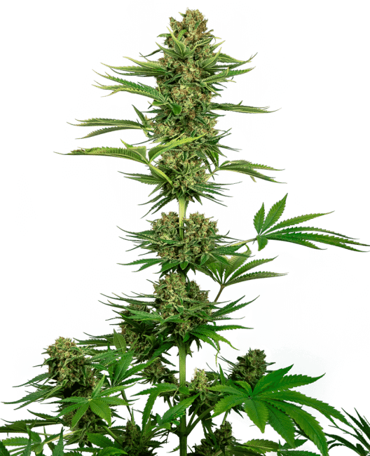 Satin Black Domina CBD Feminised Seeds-SEN-SBLD-CBD-FEM